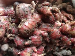 Jangan Salah Paham, Jahe Merah Bukanlah Penangkal Virus Corona