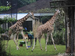 Si Leher Panjang dari Afrika Kembali Hadir di Bandung