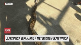 VIDEO: Ular Sanca Sepanjang 4 Meter Ditemukan Warga
