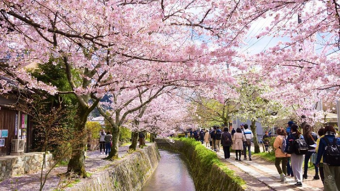 5 Lokasi di Jepang yang Pas untuk Menikmati Indahnya Bunga Sakura