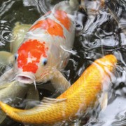 Harga Selangit, 5 Ikan Hias Ini Jadi Koleksi Favorit di Indonesia