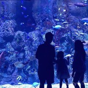 6 Hal Seru yang Bisa Kamu Lakukan di Jakarta Aquarium, Dijamin Betah!