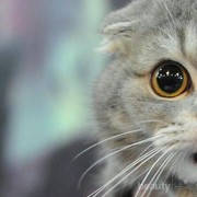 [FORUM] Ngilangin kutu kucing gimana ya gengs