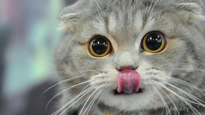 [FORUM] Ngilangin kutu kucing gimana ya gengs