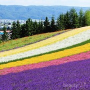 5 Tempat Wisata di Jepang yang Wajib Kamu Kunjungi di Musim Panas