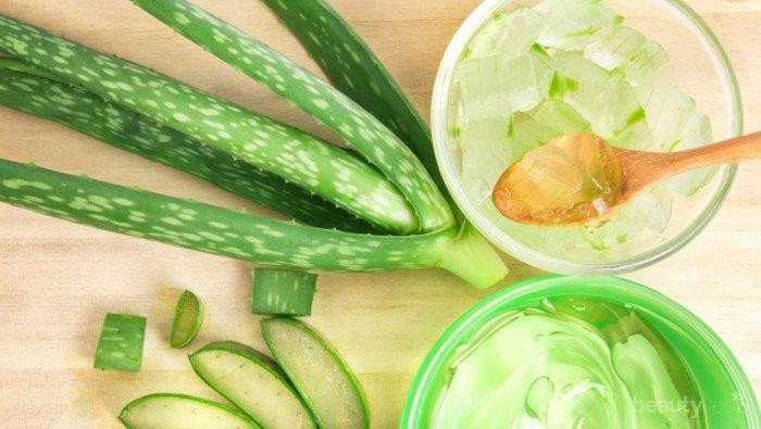 [FORUM] Aloe vera boleh dipake keseluruh tubuh ga?`
