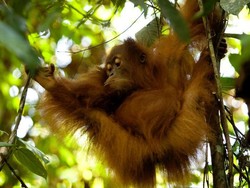 Nikmati Minggu Pagi Bareng Orangutan Sumatra