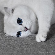 Mau Kasih Kado Pacar Antimainstream? 5 Jenis Kucing Lucu Ini Bisa Jadi Inspirasi Kamu