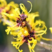 4 Rekomendasi Skincare dengan Kandungan Witch Hazel untuk Singkirkan Jerawat