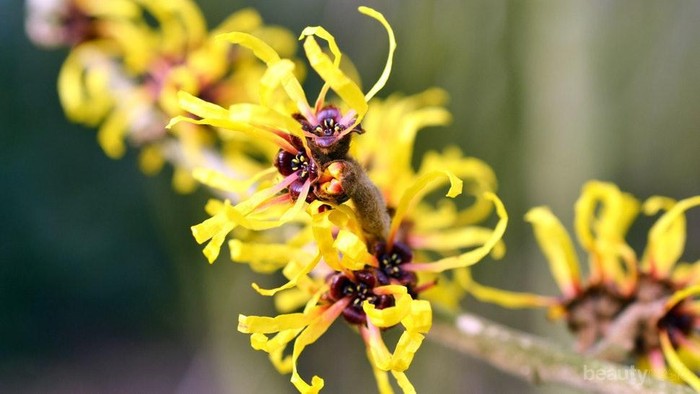 4 Rekomendasi Skincare dengan Kandungan Witch Hazel untuk Singkirkan Jerawat 4 Rekomendasi Skincare dengan Kandungan Witch Hazel untuk Singkirkan Jerawat