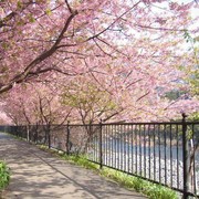 Ini Tempat dan Waktu yang Tepat untuk Nikmati Indahnya Bunga Sakura di Jepang