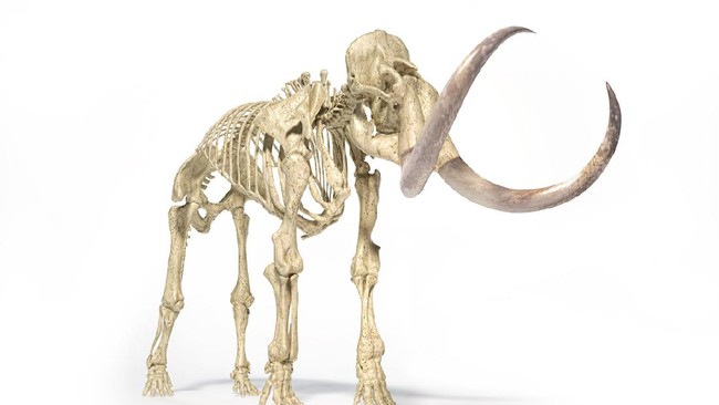 Penambang di tambang emas Klondike di wilayah utara Kanada berhasil menemukan temuan langka, mumi bayi Mammoth.