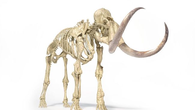 Canadian gold diggers discover baby mammoth mummy