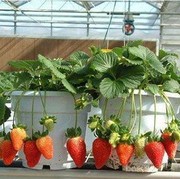 Tak Punya Halaman? Tenang, Kamu Tetap Bisa Berkebun dengan 5 Cara Ini!