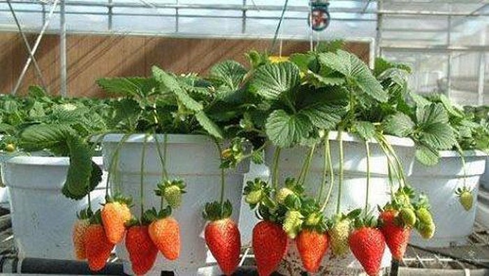 Tak Punya Halaman? Tenang, Kamu Tetap Bisa Berkebun dengan 5 Cara Ini!