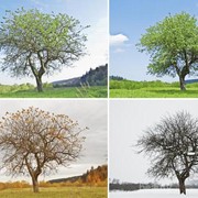 [FORUM] Musim apasih yang paling kalian pengenin di Indonesia?