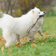 [FORUM] Beli hewan untuk dipelihara itu katanya dosa?? Beneran?