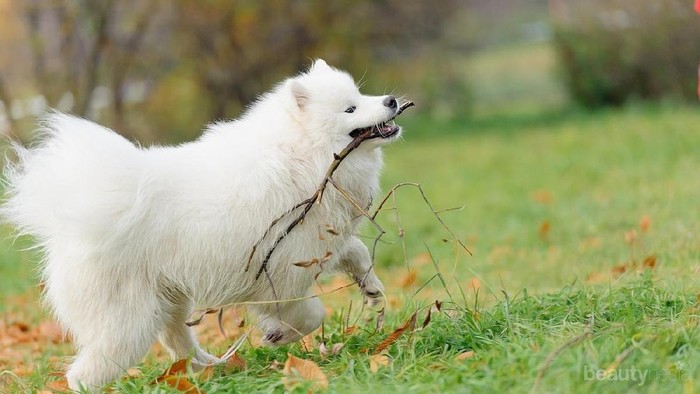 [FORUM] Beli hewan untuk dipelihara itu katanya dosa?? Beneran?