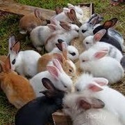 [FORUM] Sate kelinci tuh halal atau engga?????