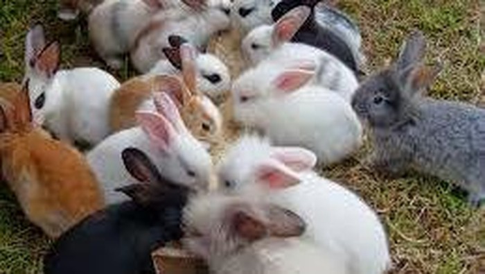 [FORUM] Sate kelinci tuh halal atau engga?????