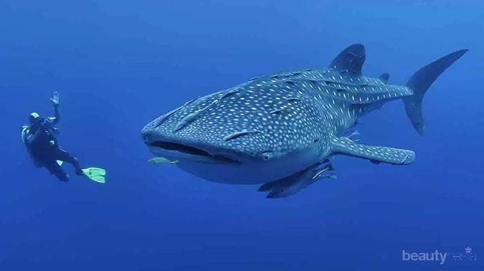 Liburan Edukatif dan Seru Berenang dengan Hiu Paus di Derawan