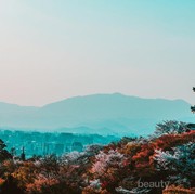 Pergi Ke Jepang Gak Afdol Kalo Gak Beli 5 Oleh-oleh Hits Ini!