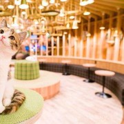 Gemas! 4 Kafe Kucing yang Nyaman dan Mencuri Perharian Pecinta Kucing