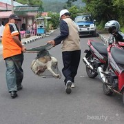 [FORUM] Pendapat kalian tentang razia hewan yang diadain pemprov DKI Jakarta?