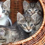 [FORUM] Ada yang pernah digigit kutu kucing/peliharaan berbulu lainnya?