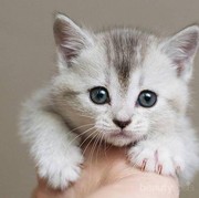 [FORUM] Mau cari kucing yang bisa di adopsi tuh dimana ya?