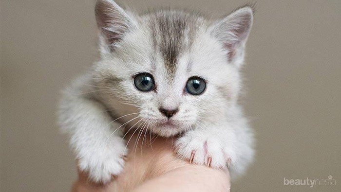 [FORUM] Mau cari kucing yang bisa di adopsi tuh dimana ya?