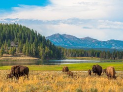 Pembukaan Taman Nasional Yellowstone Dinodai Bison Serang Turis