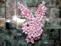 Playboy Indonesia, Majalah yang Bikin Iman Brotoseno Dicerca