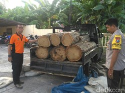 Digerebek Saat Naikkan Jati Ilegal, Pemilik Kayu dan Sopir Semburat Kabur