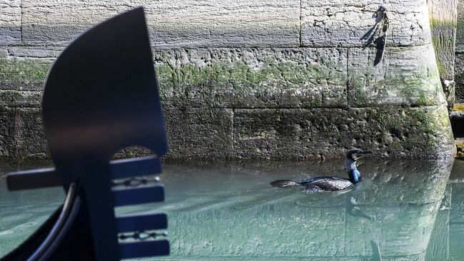A seabird swims across clearer waters by a gondola in a Venice canal on March 17, 2020 as a result of the stoppage of motorboat traffic, following the country's lockdown within the new coronavirus crisis. (Photo by ANDREA PATTARO / AFP)