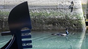 Dua Turis Jerman Didenda Karena Berenang di Kanal Venesia