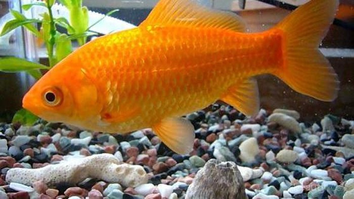 4 Hewan Ini Cocok Dipelihara Oleh Kamu yang Sibuk dan Enggak Mau Ribet Nih!