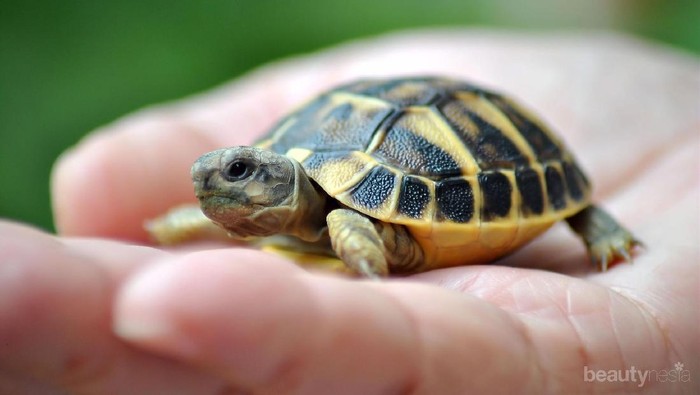 Ingin Peliharaan Kura-kuramu Panjang Umur? Ini Dia 5 Tips Merawatnya!