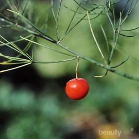 Termasuk Belimbing dan Leci, Inilah 4 Jenis Buah Beracun di Dunia yang Pernah Kamu Coba