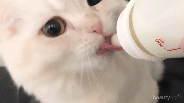 Hewan Tergemas untuk Penyemangatmu Pagi Ini! #8 Juni