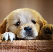 Ini Lho Tips Merawat Anak Anjing yang Baru Bergabung di Rumahmu!