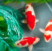 Mudahnya Memelihara Ikan Koi di Rumah dengan 3 Tips Ini