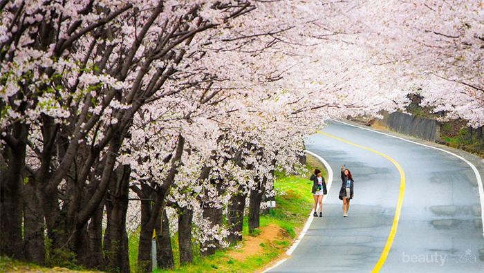 Pilihan Tempat Liburan di Korea yang Cocok Untuk Setiap Musim