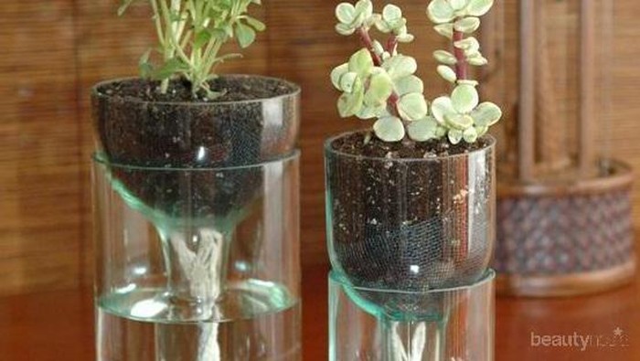 Tidak Suka Berkebun? Kamu Harus Simak Tips Mudah dan Manfaat Berkebun Hidroponik di Rumah