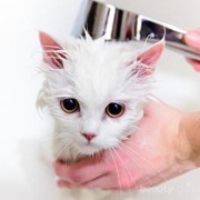 7 Tips Memandikan Kucing Anggora yang Mestinya Kamu Terapkan Selama Ini