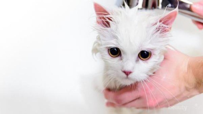 7 Tips Memandikan Kucing Anggora yang Mestinya Kamu Terapkan Selama Ini