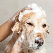 Mau Tahu Cara Tepat Memandikan Anjing di Rumah? Yuk, Intip di Sini!
