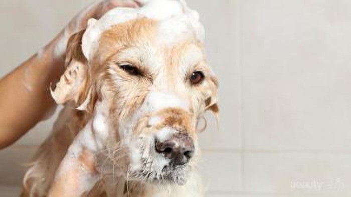 Mau Tahu Cara Tepat Memandikan Anjing di Rumah? Yuk, Intip di Sini!