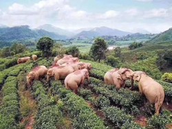 Manusia Diam di Rumah, 14 Gajah Salah Minum dan... Mabuk