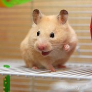 Dear Ladies, Ini Dia 6 Panduan Mudah untuk Merawat Hamster!